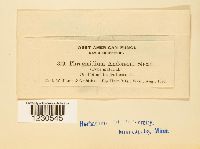 Phragmidium andersonii image