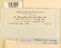 Phragmidium andersonii image