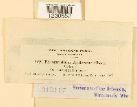 Phragmidium andersonii image