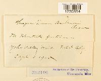 Phragmidium andersonii image