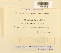 Phragmidium andersonii image