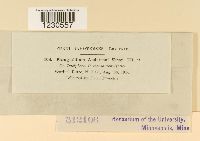 Phragmidium andersonii image