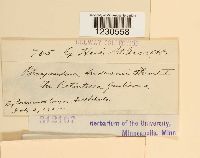 Phragmidium andersonii image