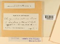 Phragmidium andersonii image