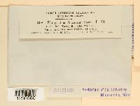 Phragmidium andersonii image