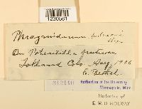 Phragmidium andersonii image