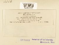 Phragmidium andersonii image