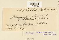 Phragmidium andersonii image