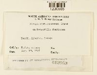 Phragmidium andersonii image