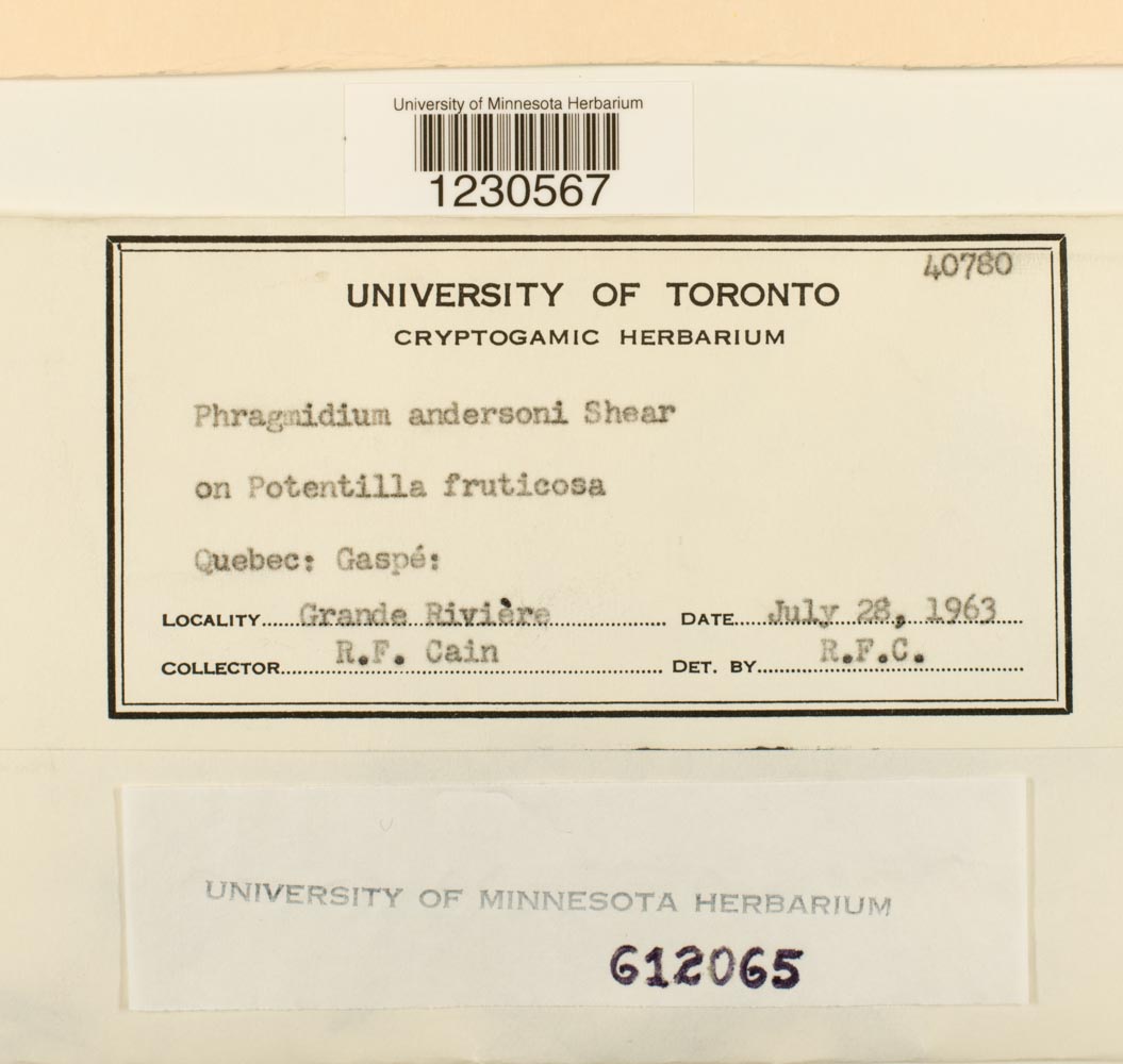 Phragmidium andersonii image