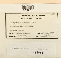 Image Associated With the Occurrence