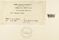 Phragmidium andersonii image