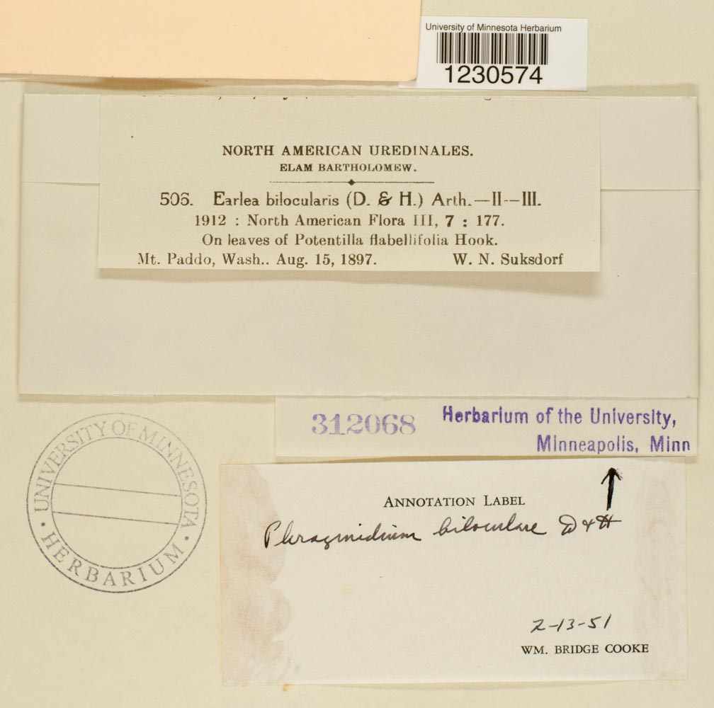 Phragmidium biloculare image