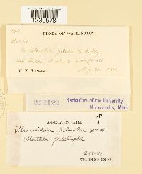 Phragmidium biloculare image