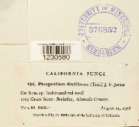 Phragmidium biloculare image