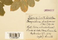 Phragmidium biloculare image