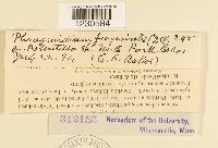 Phragmidium fragariae image