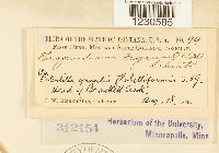 Phragmidium fragariae image