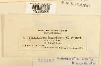 Phragmidium fragariae image