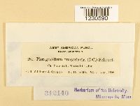 thumbnail image of current specimen