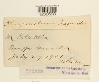 Phragmidium fragariae image