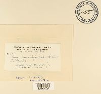 Phragmidium fragariae image