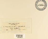 Phragmidium fragariae image