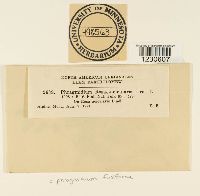 Phragmidium fusiforme image