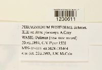 Phragmidium fusiforme image