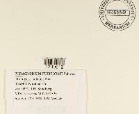 Phragmidium fusiforme image
