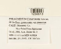 Phragmidium fusiforme image