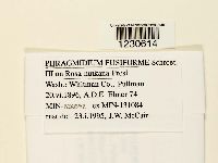 Phragmidium fusiforme image