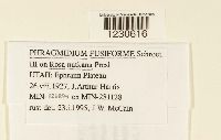 Phragmidium fusiforme image