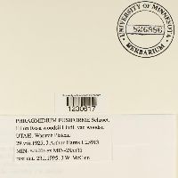 Phragmidium fusiforme image
