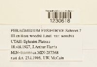 Phragmidium fusiforme image