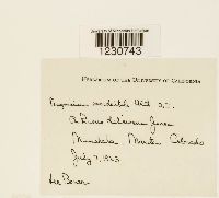 Phragmidium occidentale image