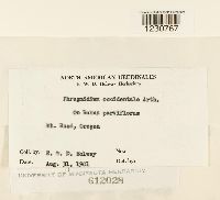 Phragmidium occidentale image