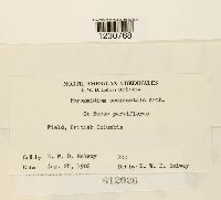 Phragmidium occidentale image