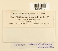 Phragmidium occidentale image