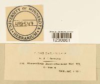 Phragmidium rosae-arkansanae image