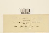 Phragmidium rosae-arkansanae image