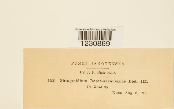 Phragmidium rosae-arkansanae image