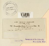 Phragmidium rosae-arkansanae image