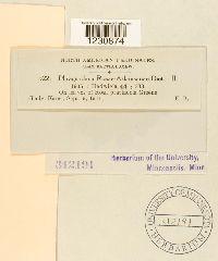 Phragmidium rosae-arkansanae image