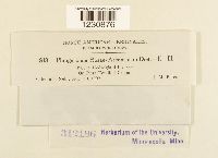 Phragmidium rosae-arkansanae image