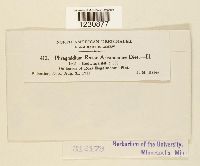 Phragmidium rosae-arkansanae image