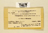 Phragmidium rosae-arkansanae image