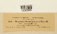 Phragmidium rosae-californicae image