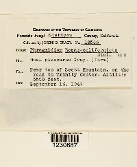 Phragmidium rosae-californicae image