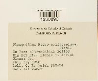 Phragmidium rosae-californicae image